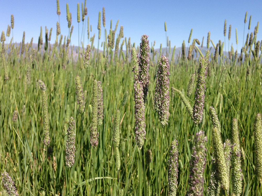 Is Timothy Hay Better Than Orchard Grass